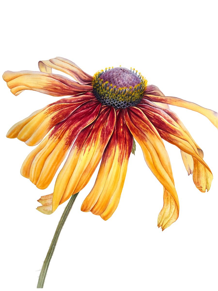 Photorealistic Watercolour , Greetings To The Sun By Nataliia Kupchyk, 22 X 30, Artwork For Sale On Artfinder