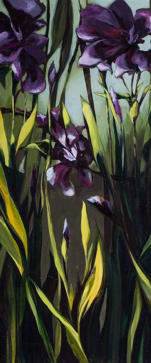 Sun Irises by Vanessa Snyder