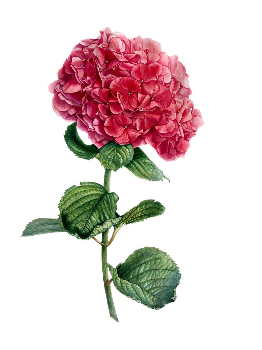 Photorealistic Watercolour , Hydrangea By Nataliia Kupchyk, 22 X 30, Artwork For Sale On Artfinder