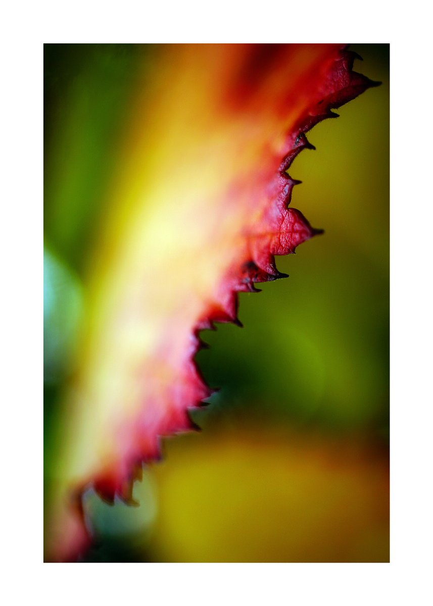 Abstract Leafs 07 (LIMITED EDITION OF 15) by Richard Vloemans