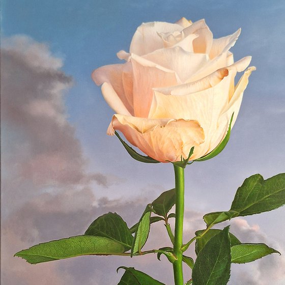 Rose II