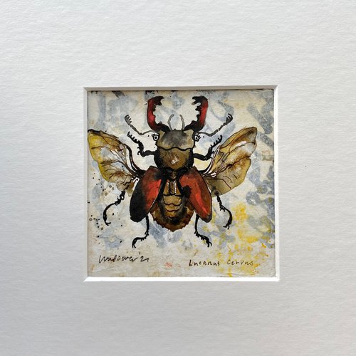 Stag Beetle ‘Lucanus Cervus’ by Luci Power