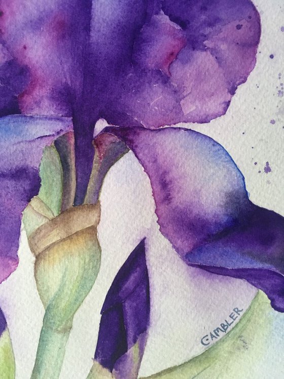 Iris Watercolour by Charlotte Ambler | Artfinder