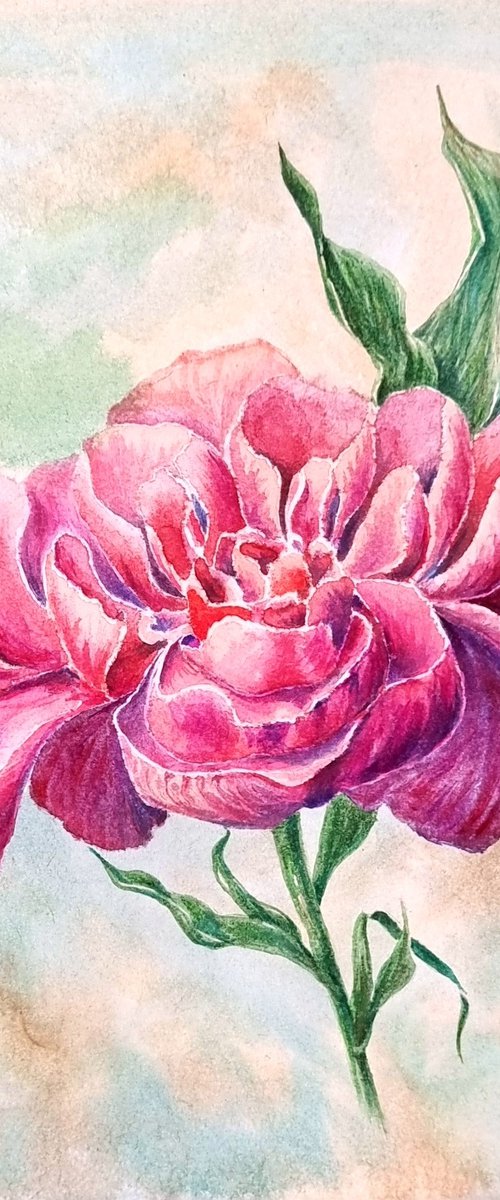 Watercolor peony - a cozy painting - botanical bright accents with bright purple-red flower by Irina Stepanova