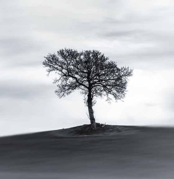 A lone tree on a hill top BW (Studio 2)