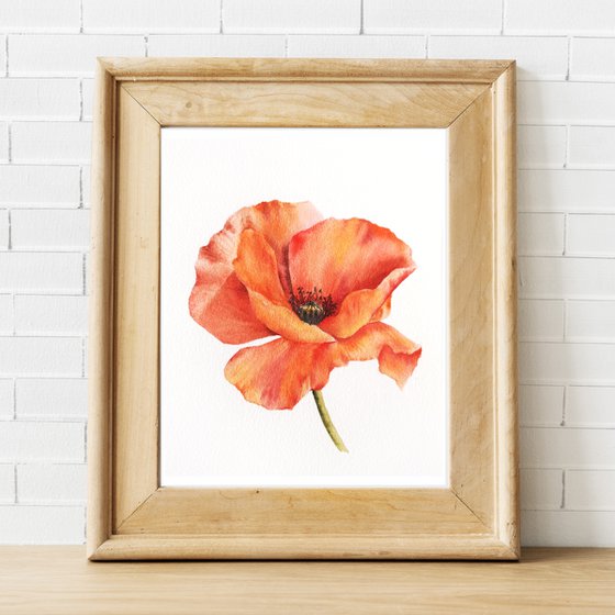 Red poppy flower, small watercolor painting
