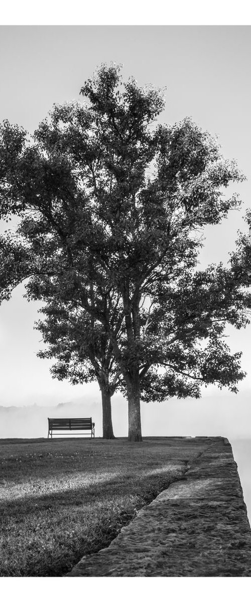 Bench and Tree in Fog, 16 x 24" by Brooke T Ryan