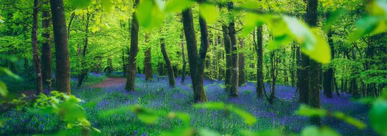 Bluebell Panorama with Trees