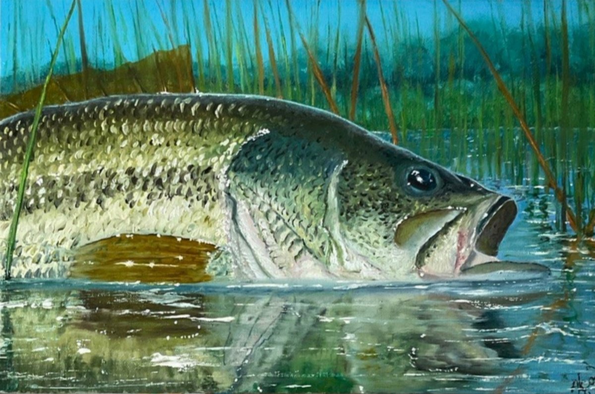Photorealistic Animal Oil Painting By Artem _Ar.ko, 16 X 11, Bass, Original Artwork