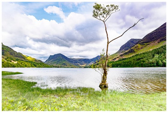 'The Lonely Tree' - Buttermere -  English Lake District