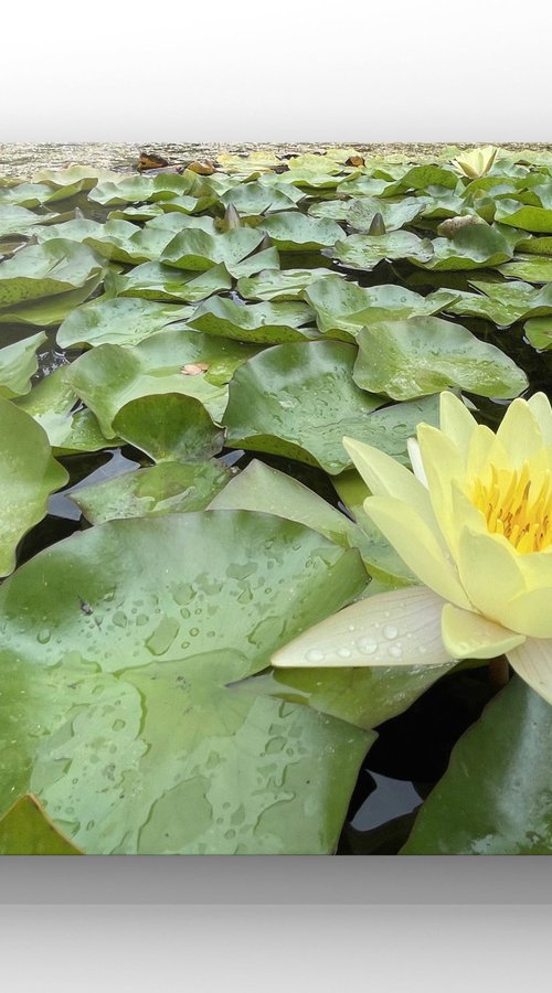 Water lily by Mattia Paoli