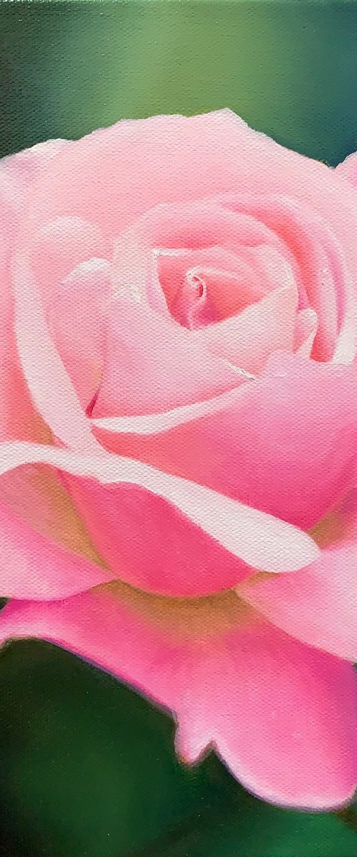 Luminous Rose by Alla Kallass
