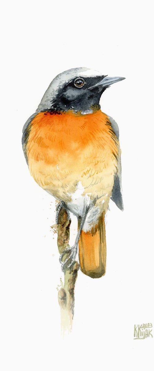 Redstart Bird by Karolina Kijak