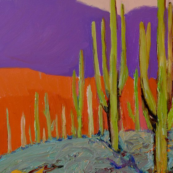 Saguaros. Desert Evening