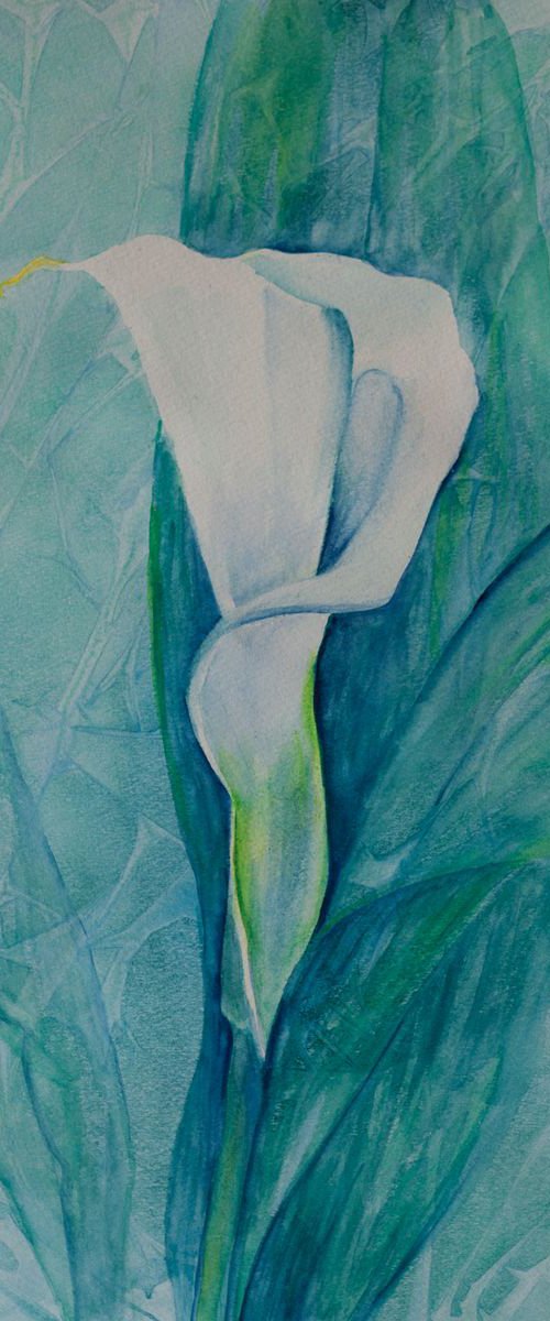 Calla by Liudmila Pisliakova