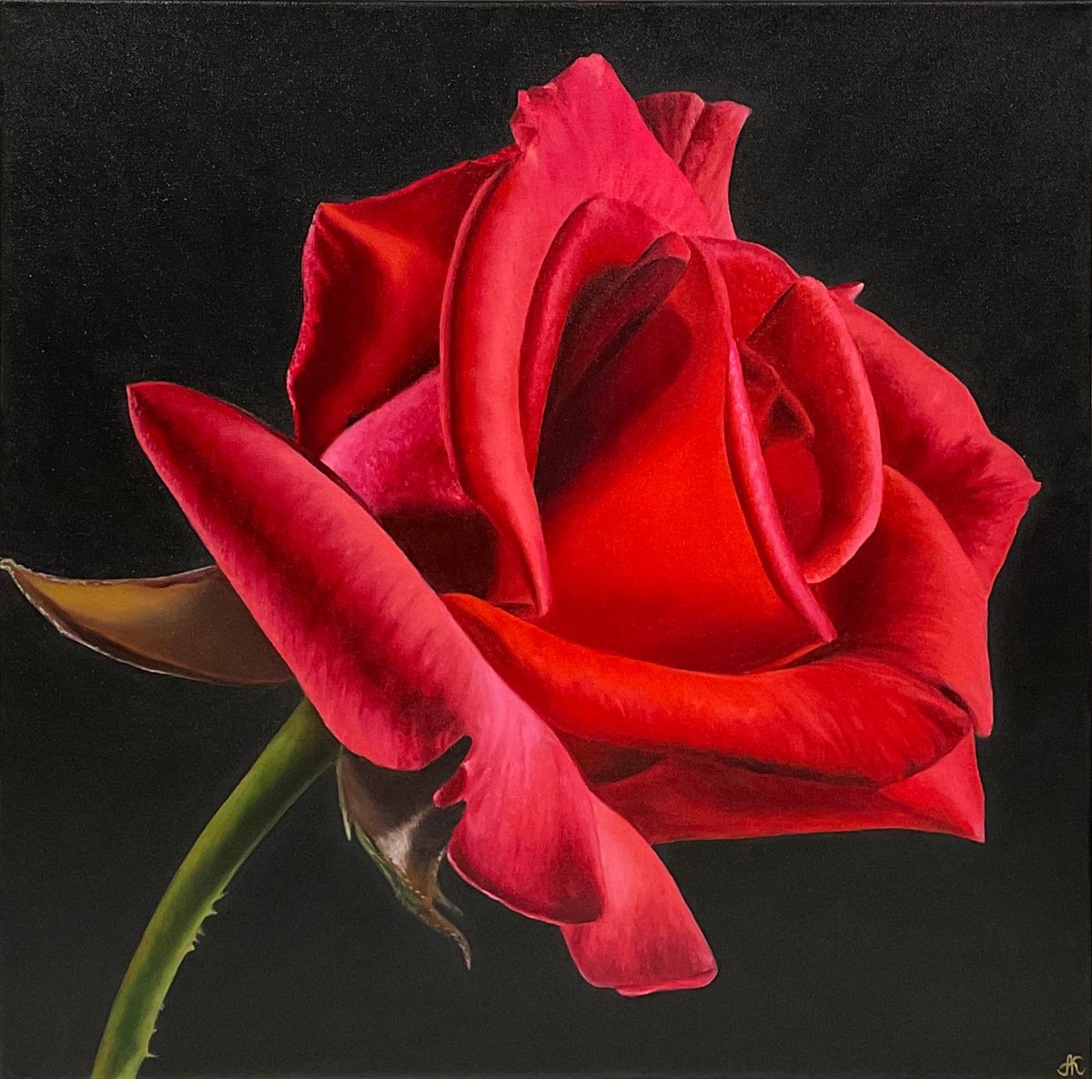 Photorealistic Oil Painting , Red Rose By Alla Kallas, 24 X 24, Artwork For Sale On Artfinder