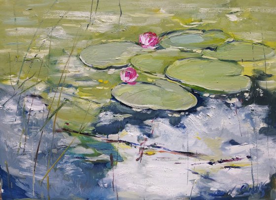 Water Lily reflection on the wate