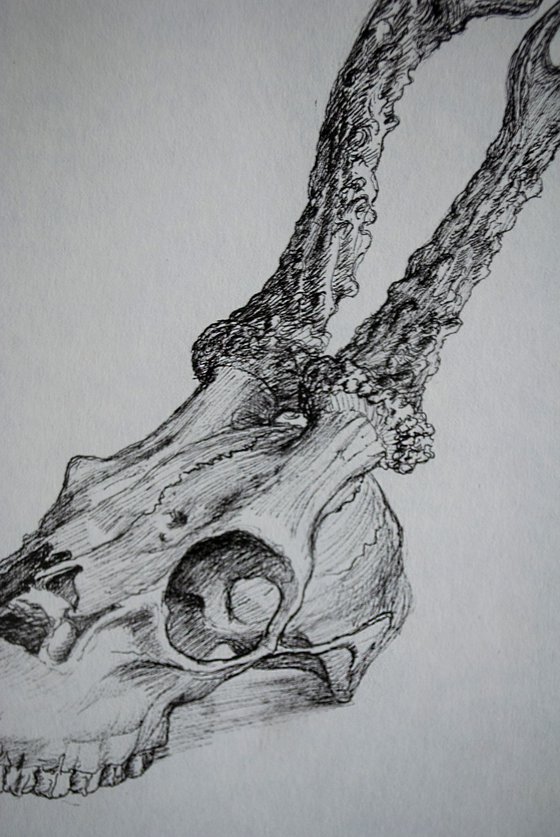 Deer skull 2 - Memento mori