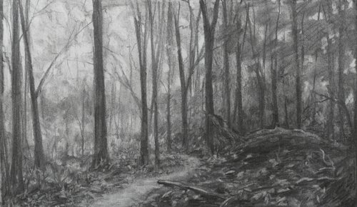 Baxter's Hollow woods – charcoal drawing by John Fleck