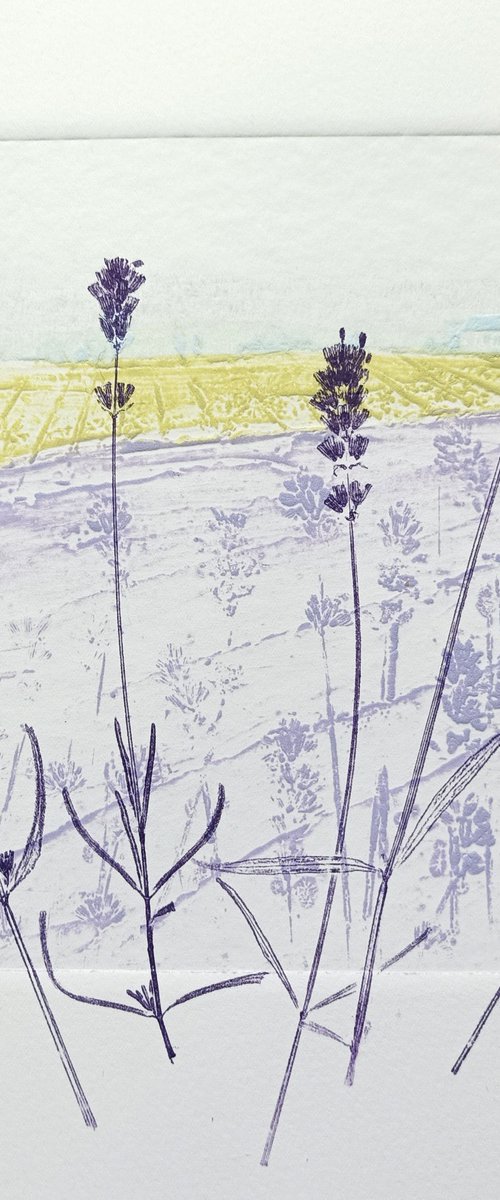 Lavender Fields by Jo Biggadike