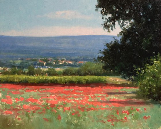 Poppy fields in Haute-Provence