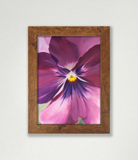 Viola 01