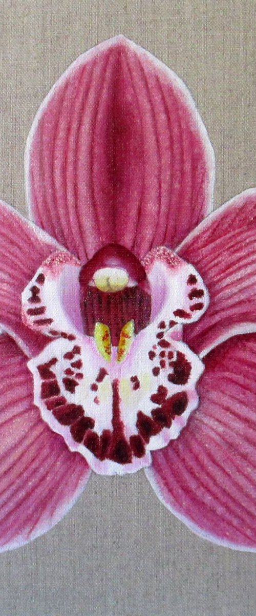 Orchid Summer Geyser Candy by Angela Stanbridge