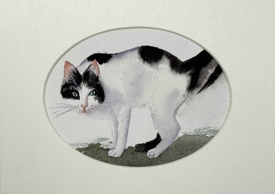 Black White Cat