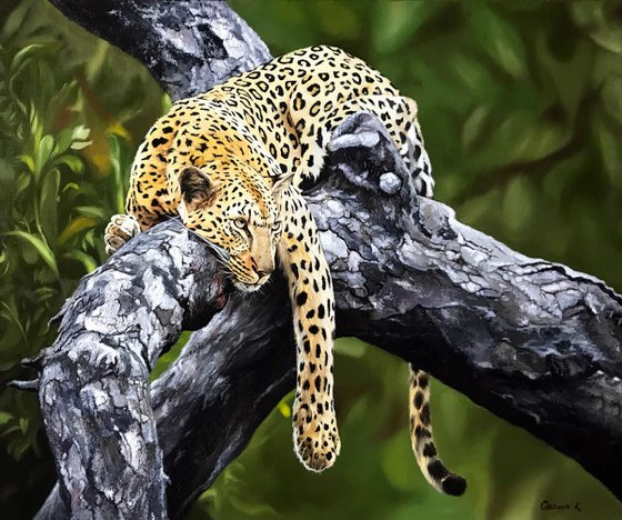 The predator is resting. The Leopard.