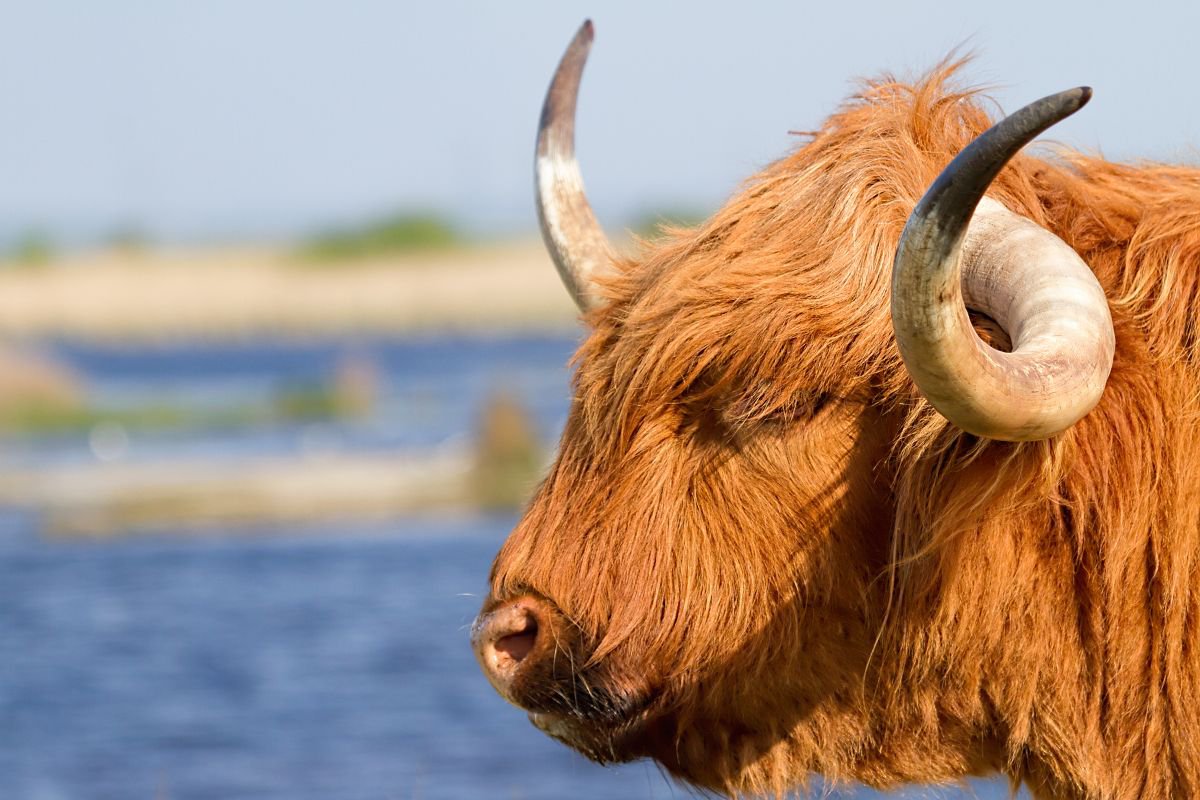 Highland Cattle portrait by MBK Wildlife Photography