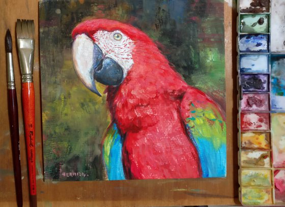 Scarlet macaw