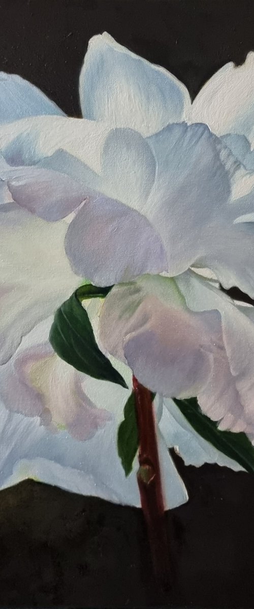 " Innocence." rose  flower 2022 by Anna Bessonova (Kotelnik)
