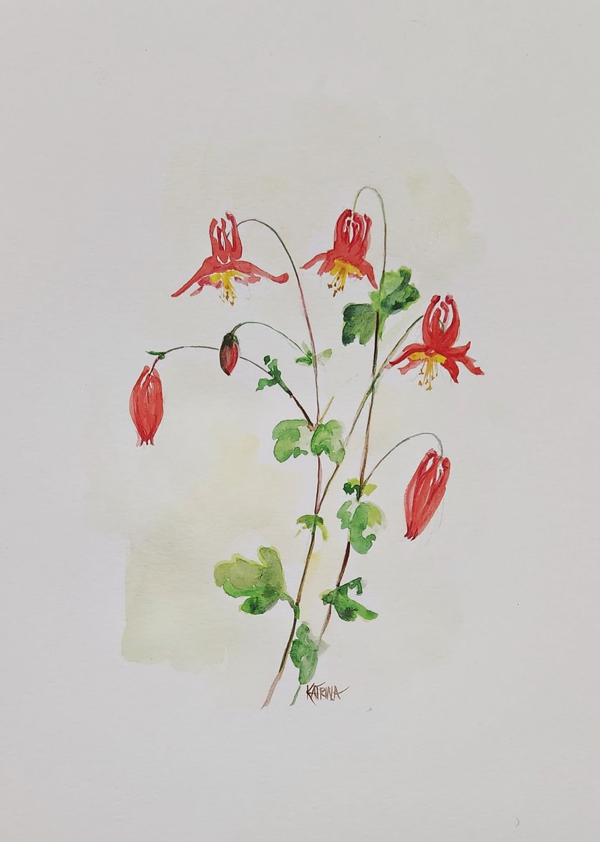 Wild Columbine - Wildflower by Katrina Case