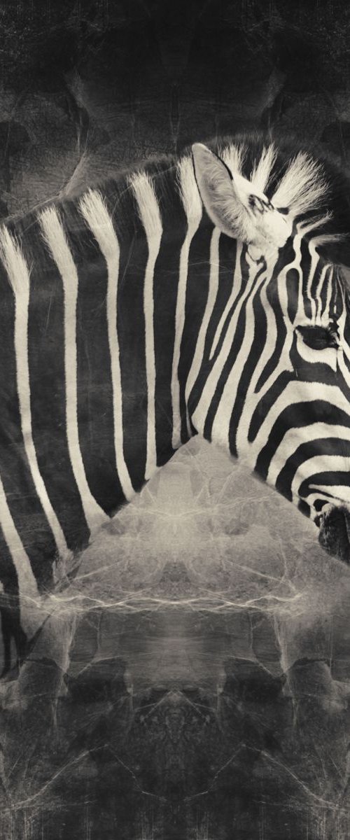 Zebra black and white by Nadia Attura