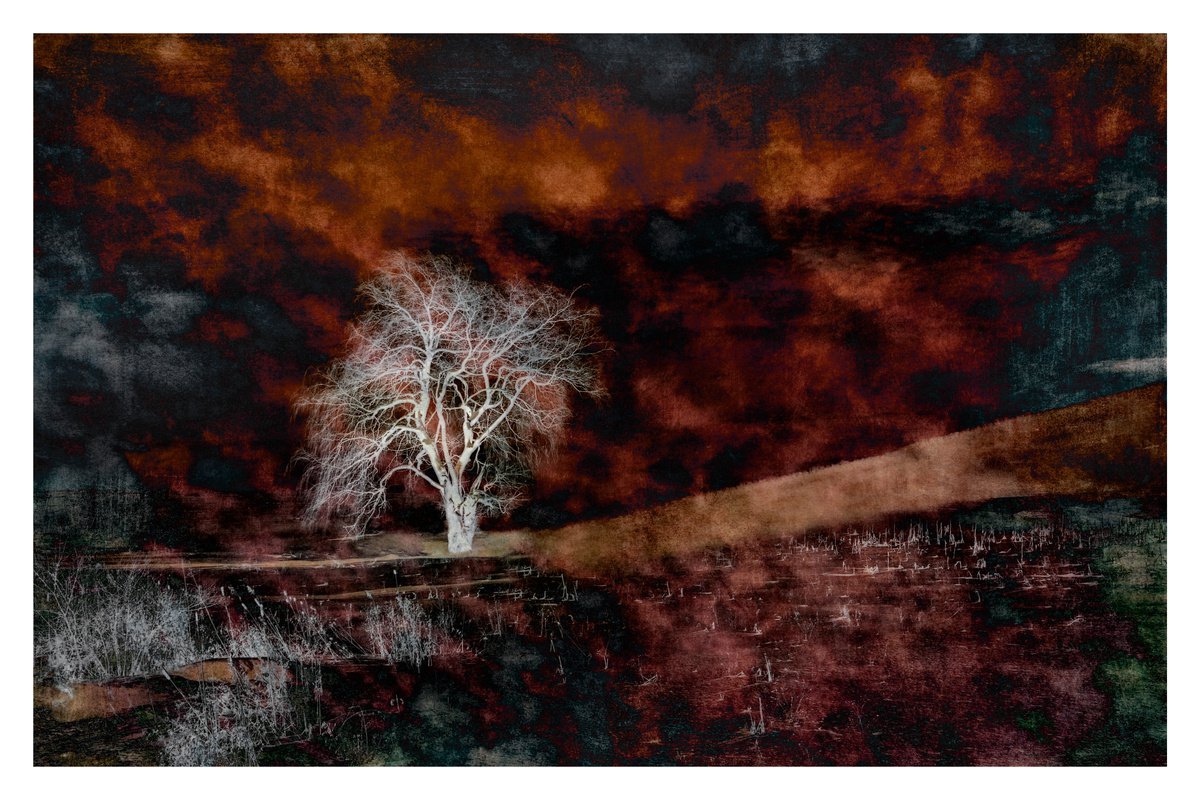 Ghost Tree - 36 x 24- After Series by Brooke T Ryan