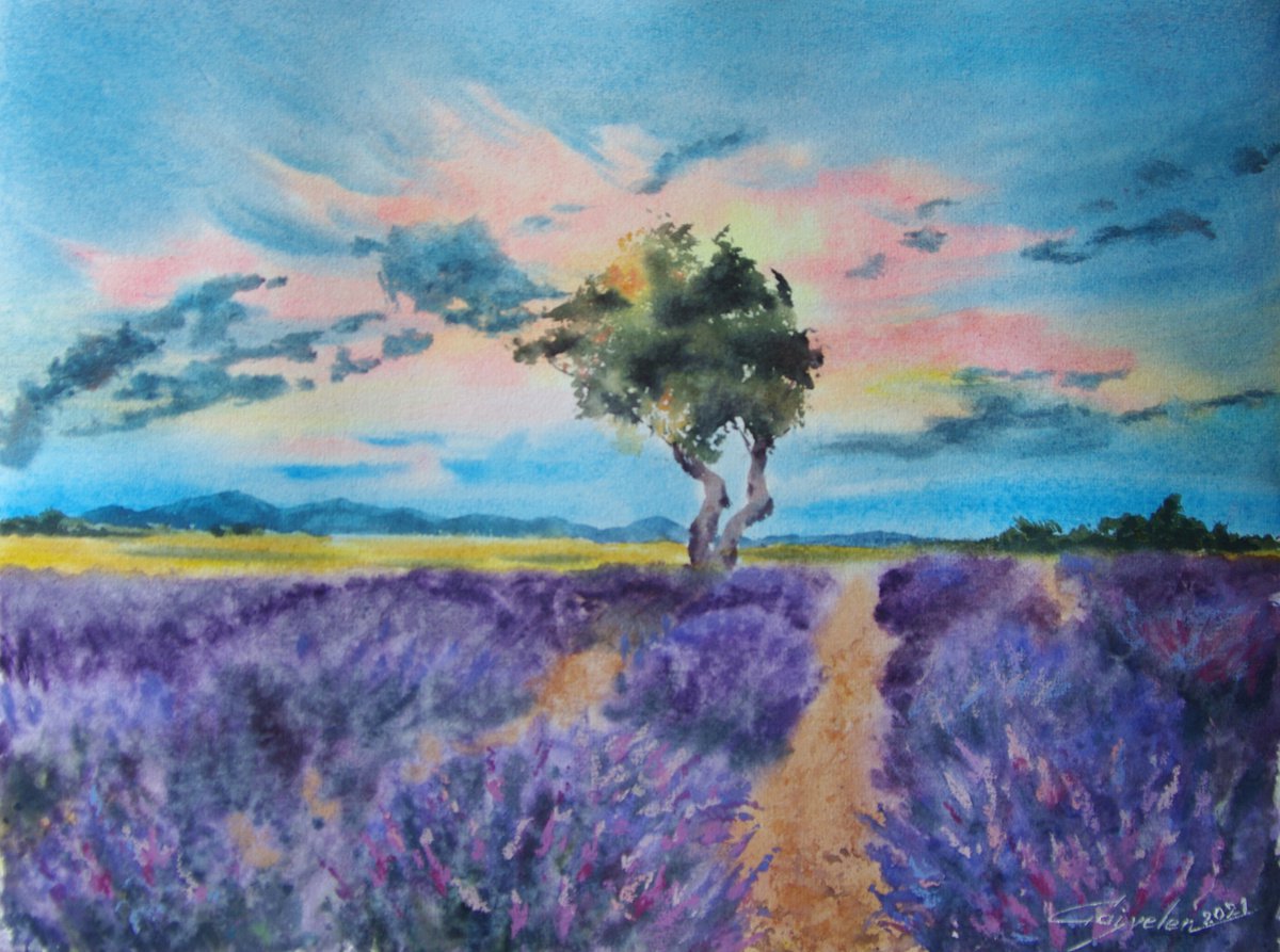 The fields of lavender by Elena Gaivoronskaia