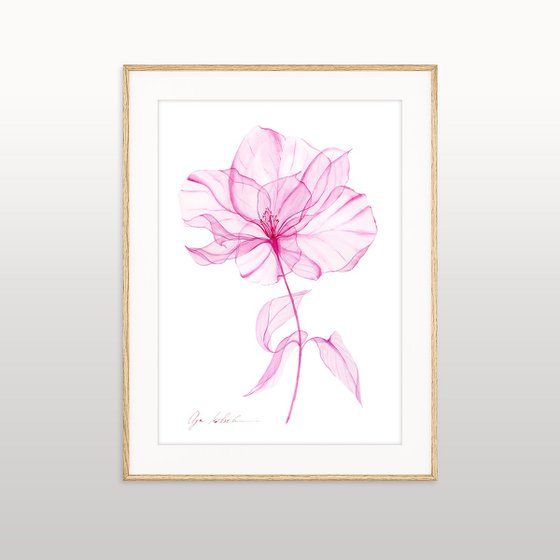 Fragile Blooms