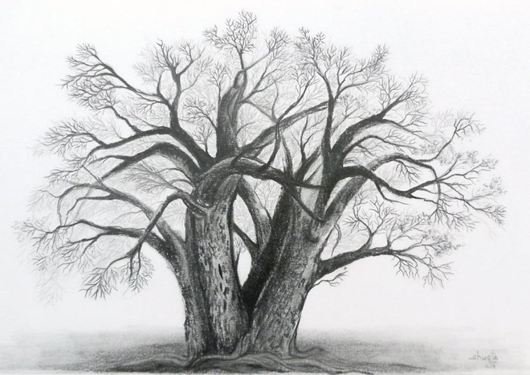 I was thrilled to be able to get a new pair! realistic tree drawing The sid...