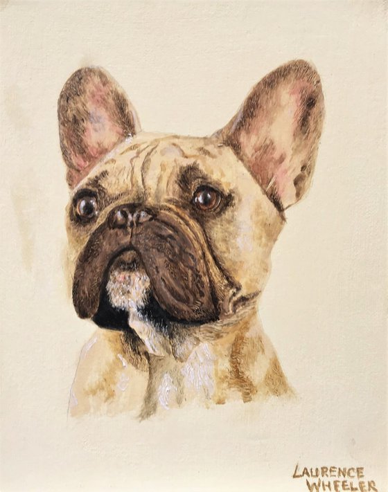 French Bulldog