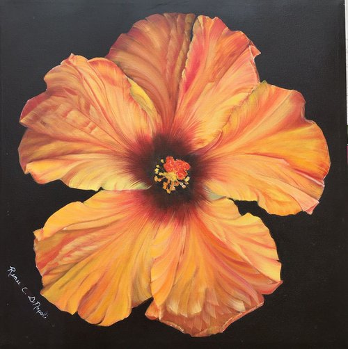 Hibiscus Transparency by Renee  DiNapoli