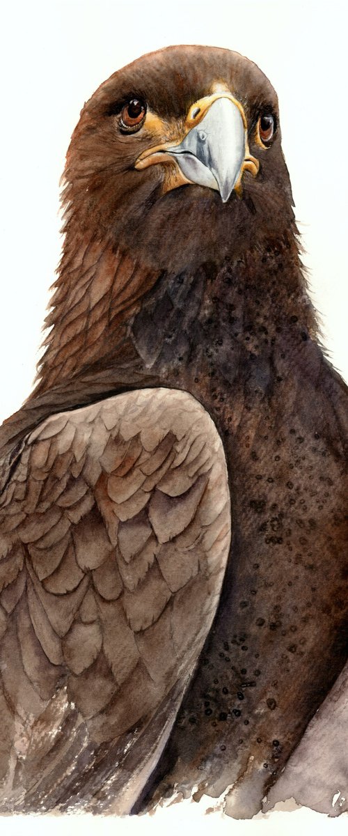 Hawk in gray brown shades by Tetiana Savchenko