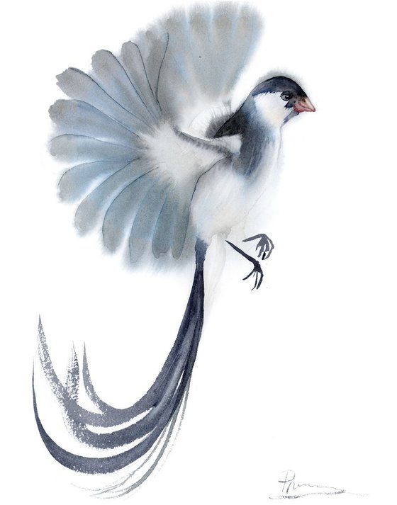 Pin-tailed whydah Bird Original Watercolor Painting