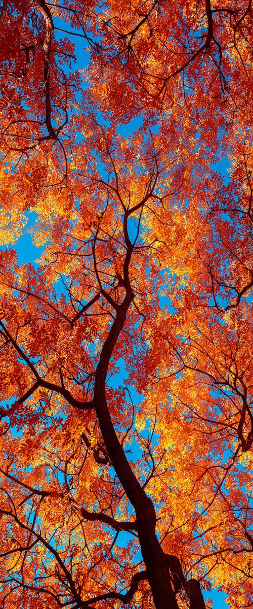 Autumn Cathederal by Nick Psomiadis