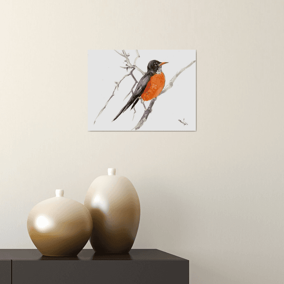 American Robin