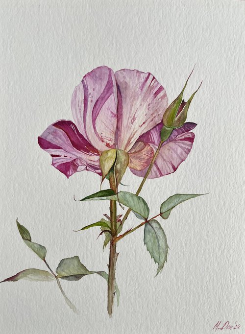 Solo rose 32x24 cm by Myroslava Denysyuk