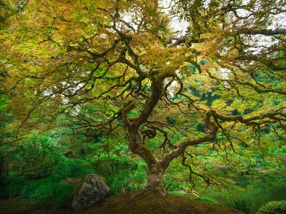 TREE OF LIFE