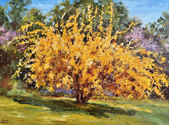 Forsythia