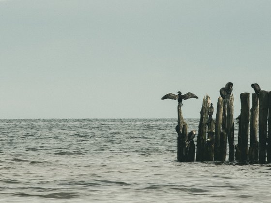 The Watchers