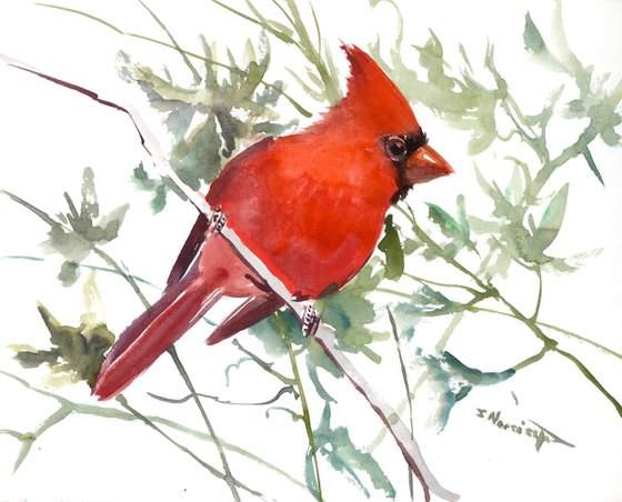 Cardinal Bird