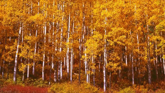 Golden Aspen Panorama